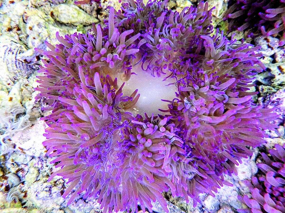 Purple Heteractis crispa Anemone