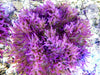 Purple Heteractis crispa Anemone
