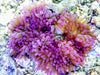 Purple Heteractis crispa Anemone