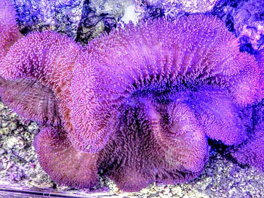 Jumbo Purple Gigantea with blue base