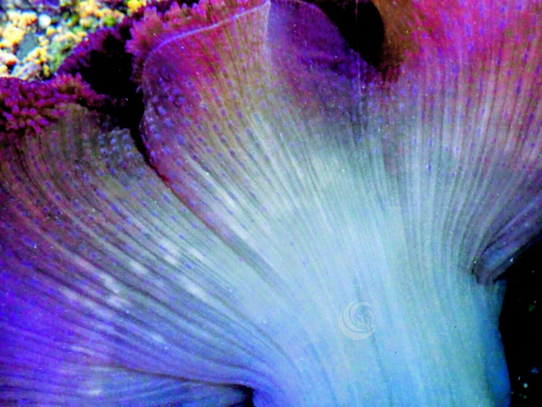 Jumbo Purple Gigantea with blue base