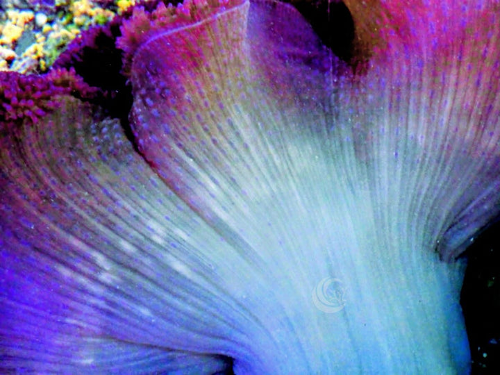 Jumbo Purple Gigantea with blue base