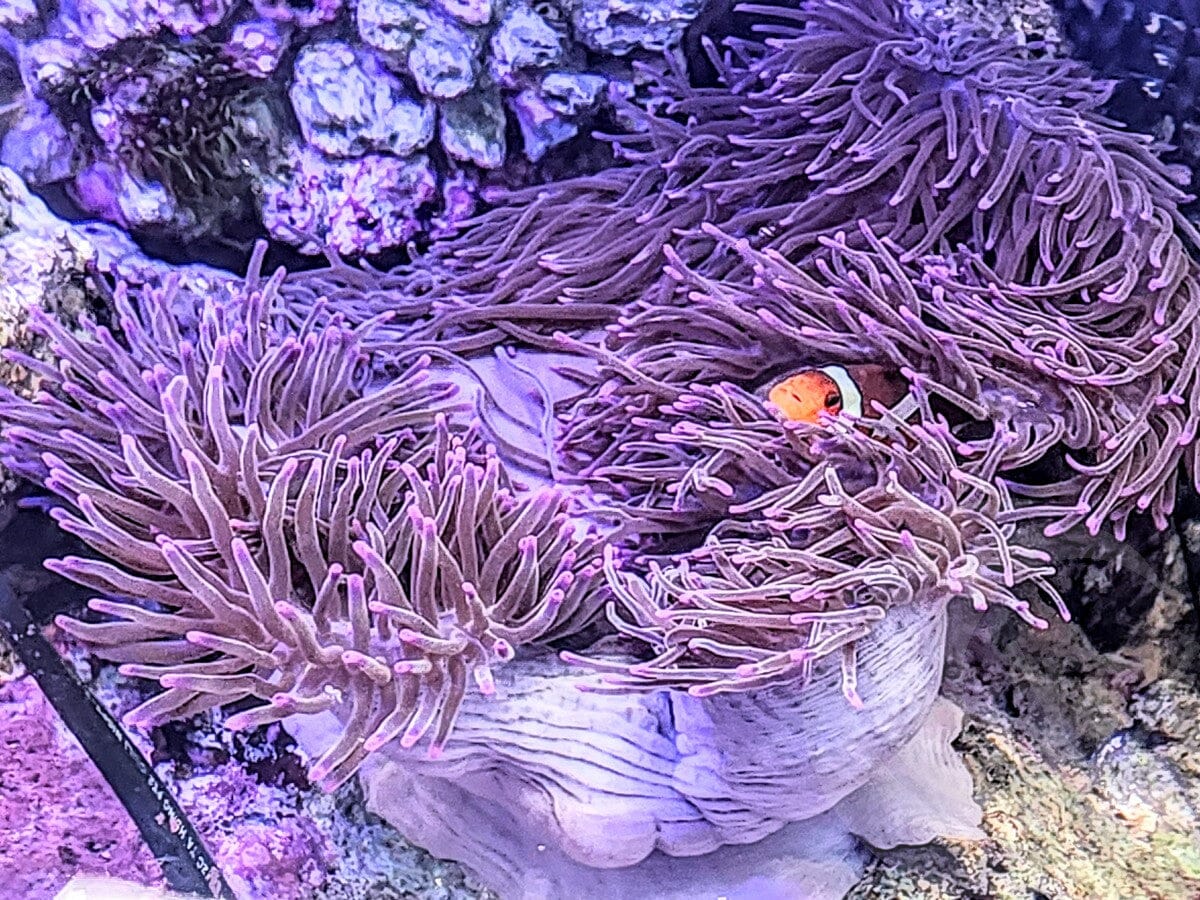 Purple tip Cream Base Heteractis magnifica Anemone - WYSIWYG