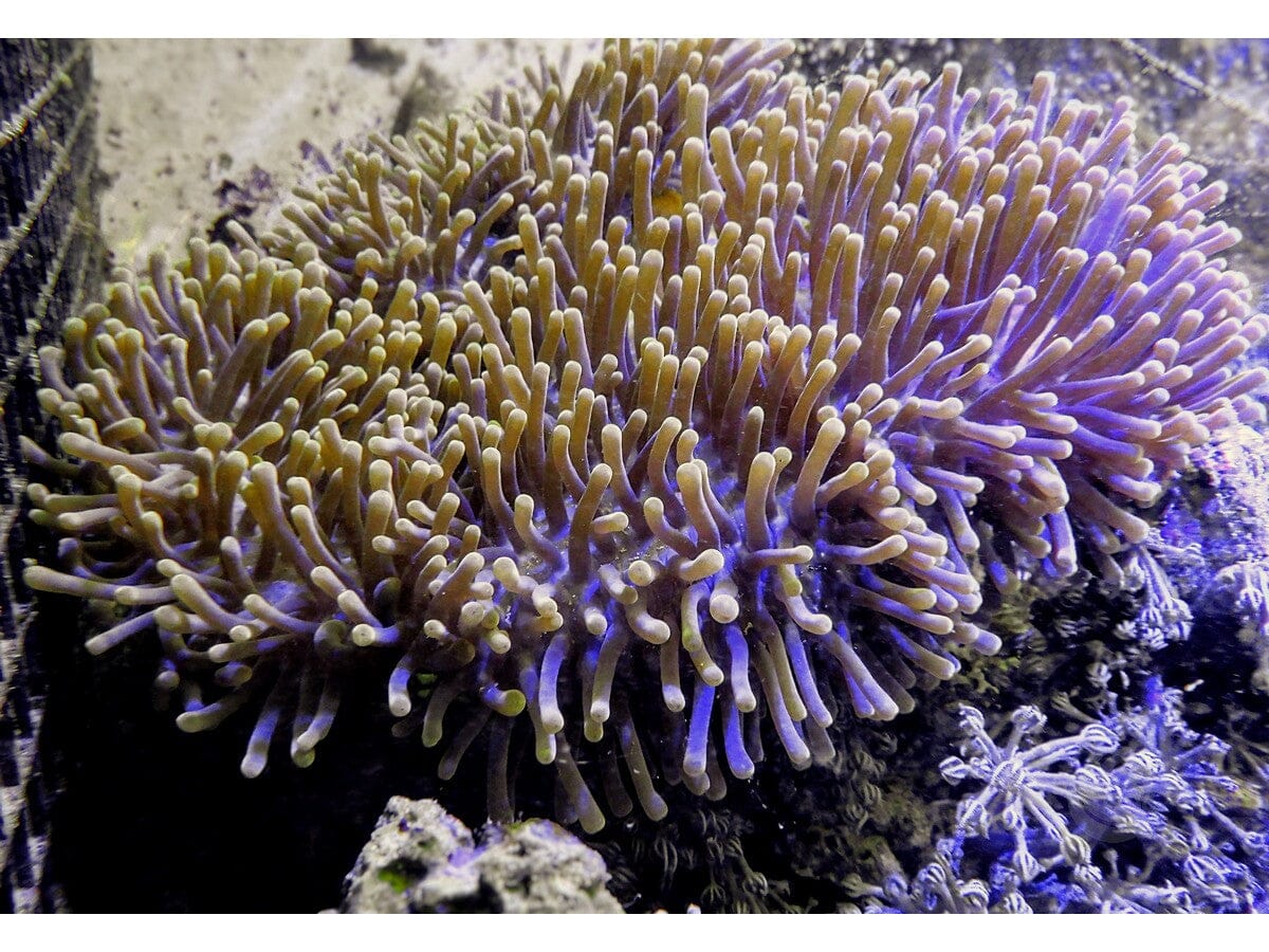 White-Yellow tip Heteractis magnifica Anemone WYSIWYG