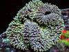 Green tip Gigantea Carpet Anemone