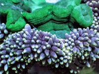 Green tip Gigantea Carpet Anemone