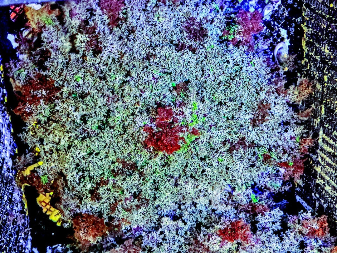 Blood Splattered Hellfire Anemone