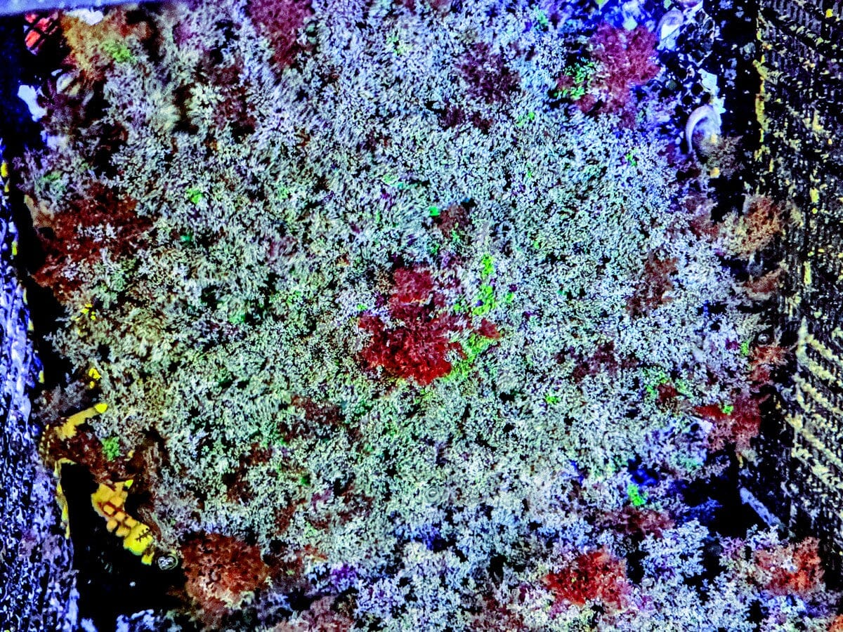 Blood Splattered Hellfire Anemone