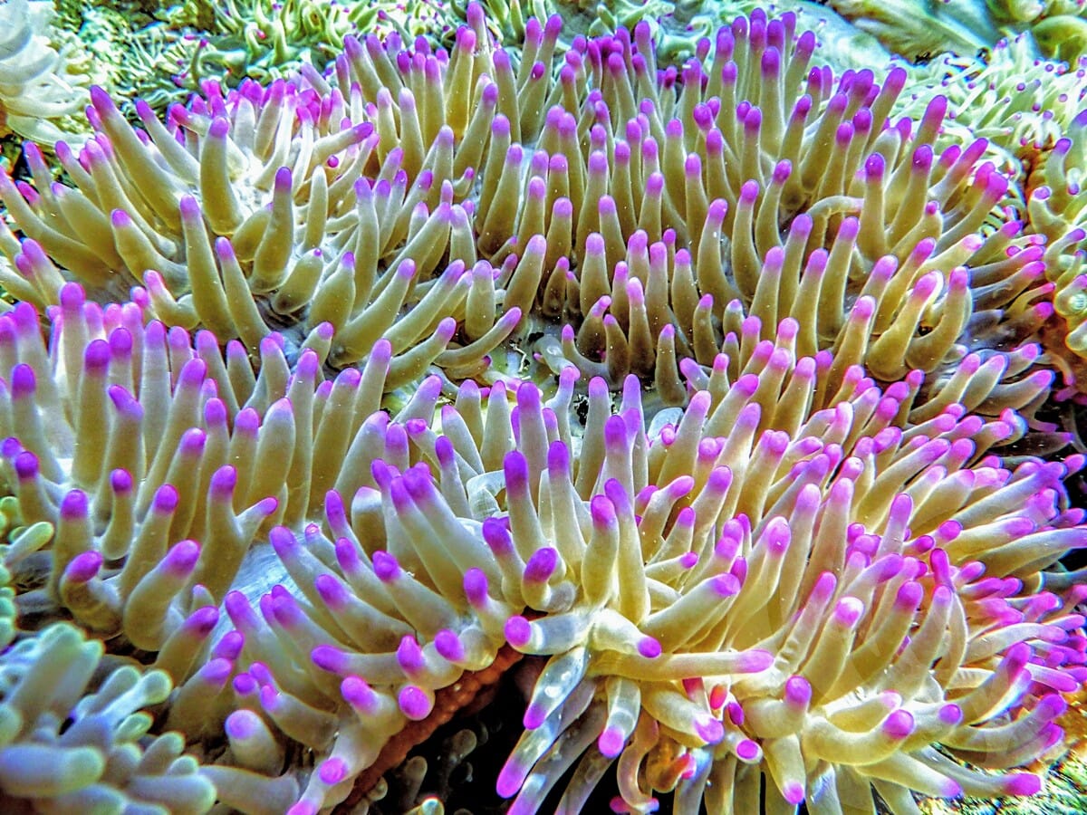 Purple tip Heteractis magnifica