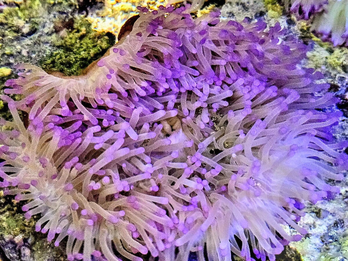 Purple Heteractis magnifica