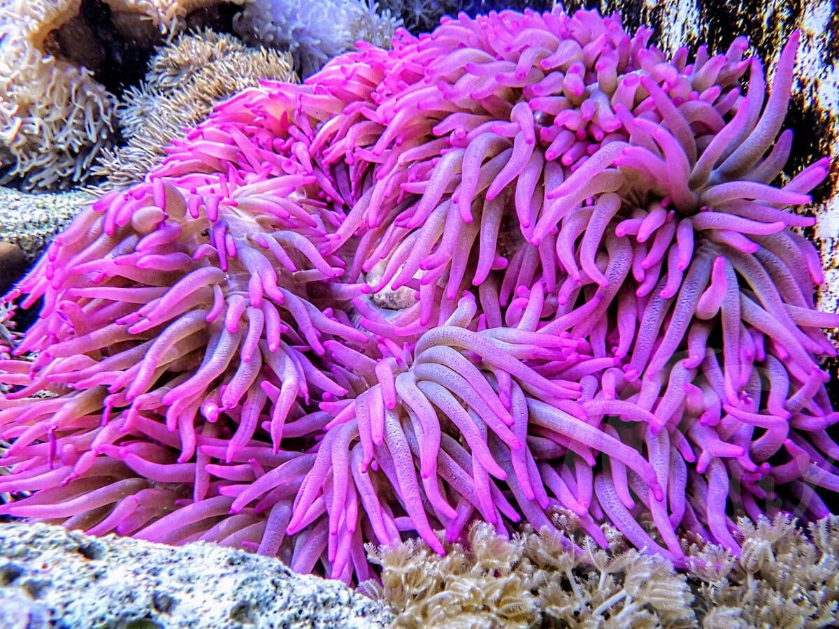 Incredible SHOWPIECE Hot Magenta-Purple Heteractis malu