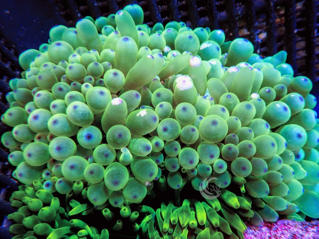 Purple tip Lime Bubble Tip Anemone