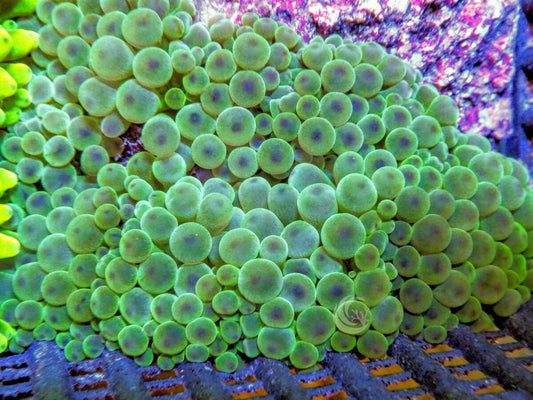 Purple tip Green BTA
