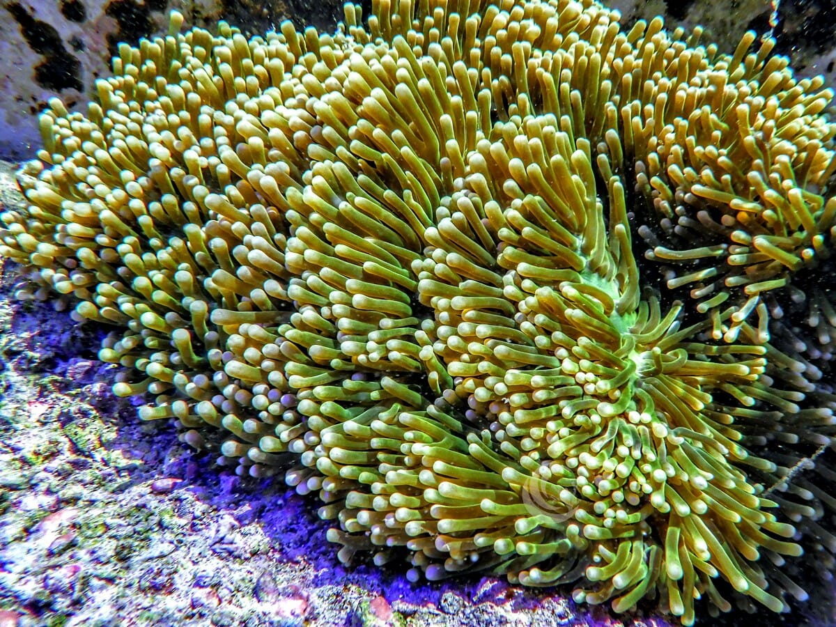 Unique Yellow tip Bright Lime Heteractis magnifica Anemone
