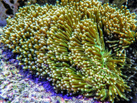 Unique Yellow tip Bright Lime Heteractis magnifica Anemone