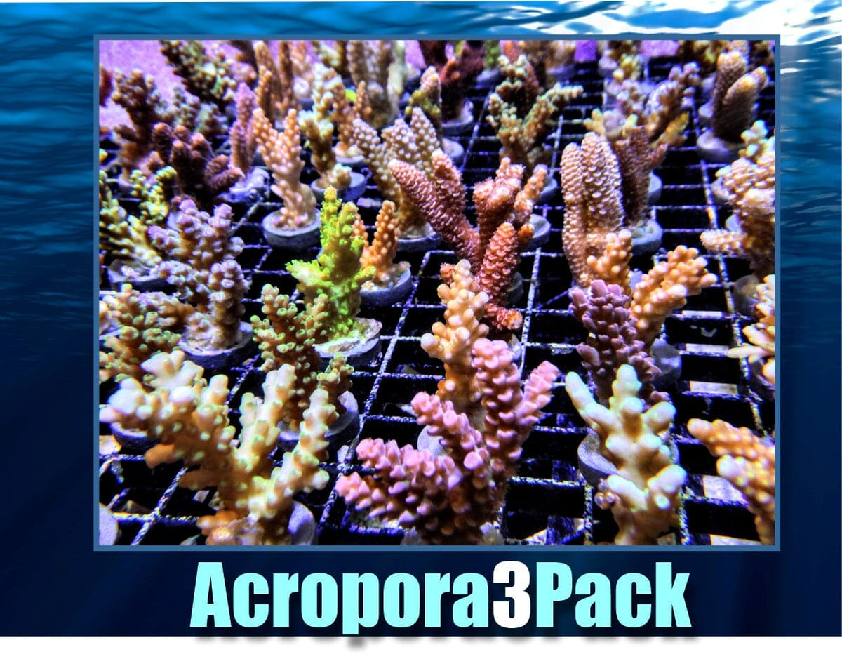 Acropora Triple Frag Pak Special