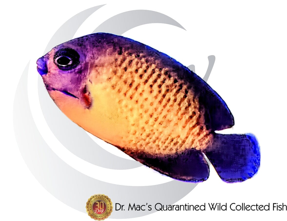 Australian Blonde Coral Beauty Pygmy Angel