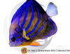 Blue Ring Angelfish