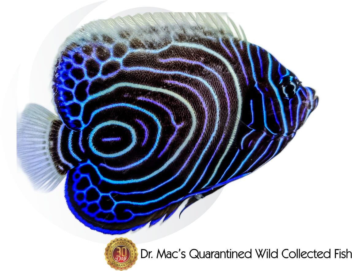 Emperor Angel Juvenile