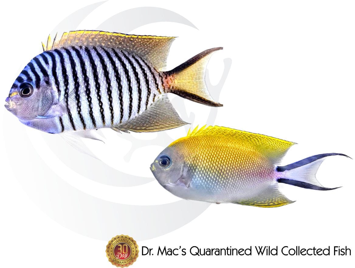 Zebra Swallowtail Angelfish Mated Pair