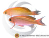 Australian Flame Anthias Pair #2