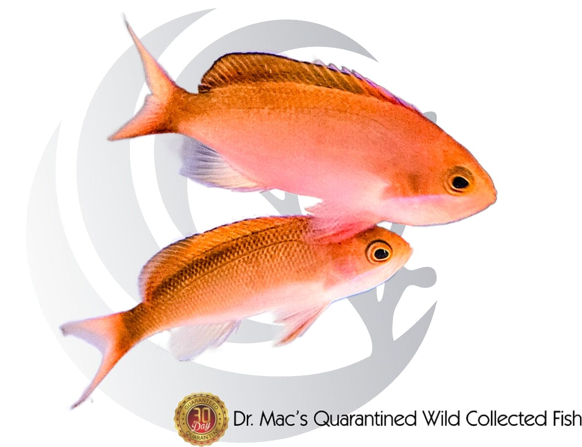Australian Flame Anthias Pair