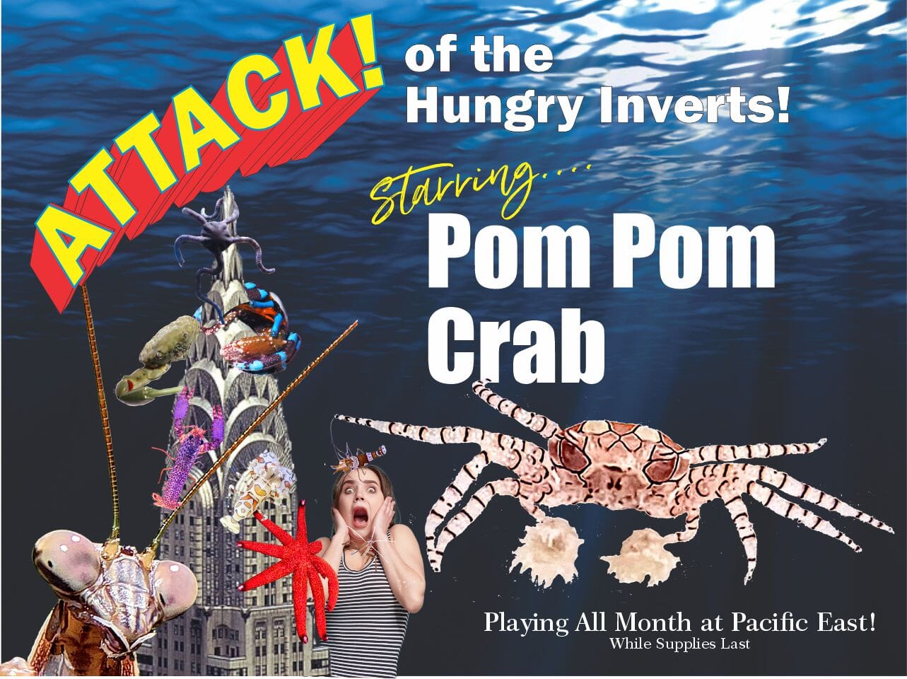 Pom Pom Crab