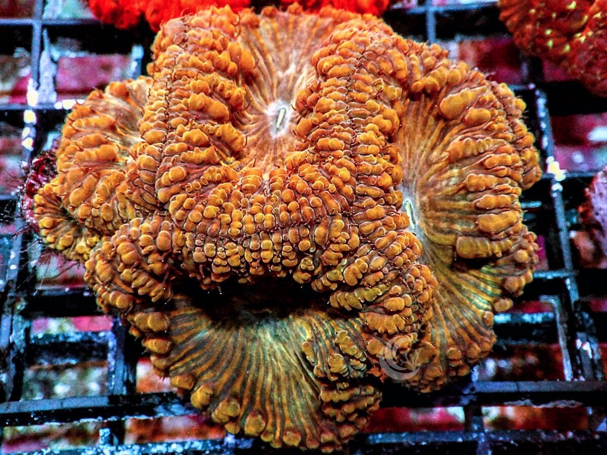 Burnt Orange Blastomussa wellsi