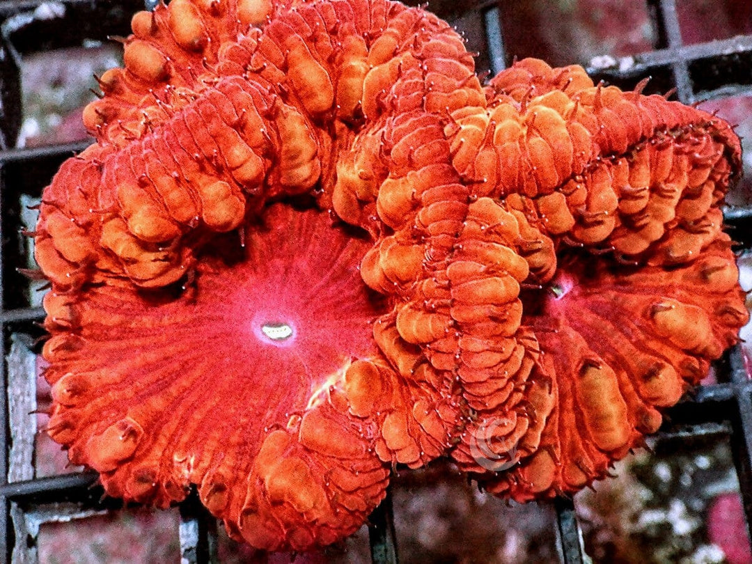 Red-Orange Blastomussa wellsi