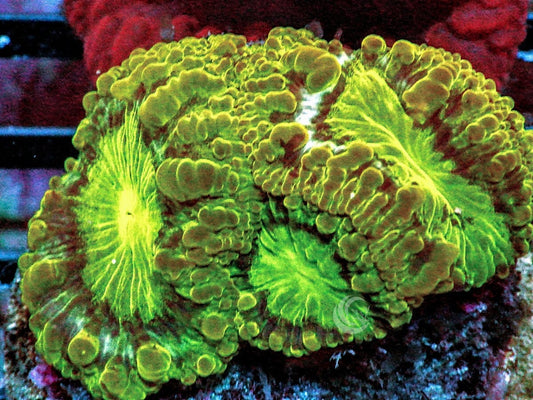 Emerald Iles Blastomussa wellsi
