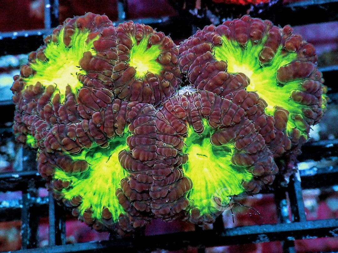 Glowing Cauldron Blastomussa wellsi