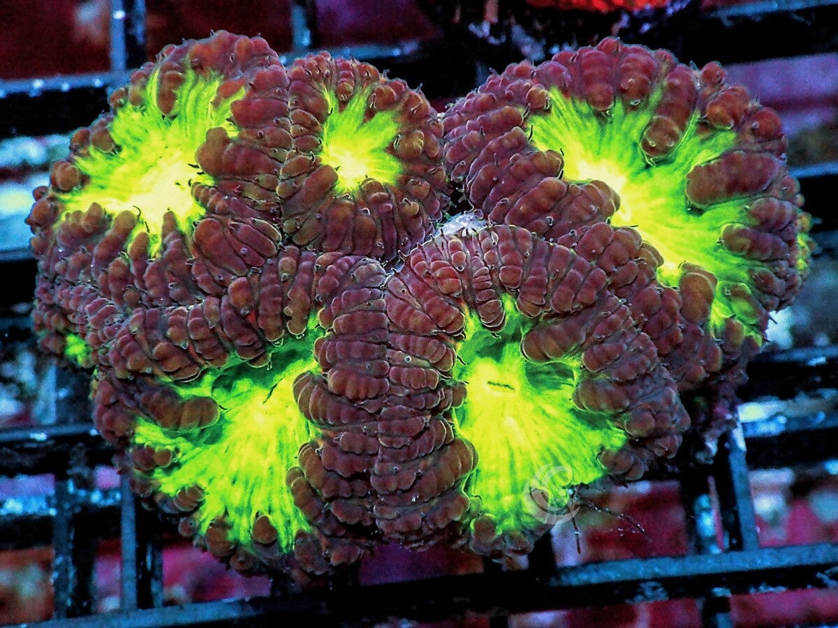 Glowing Cauldron Blastomussa wellsi
