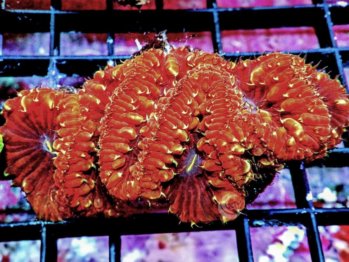 Gold Nuggets Blastomussa wellsi