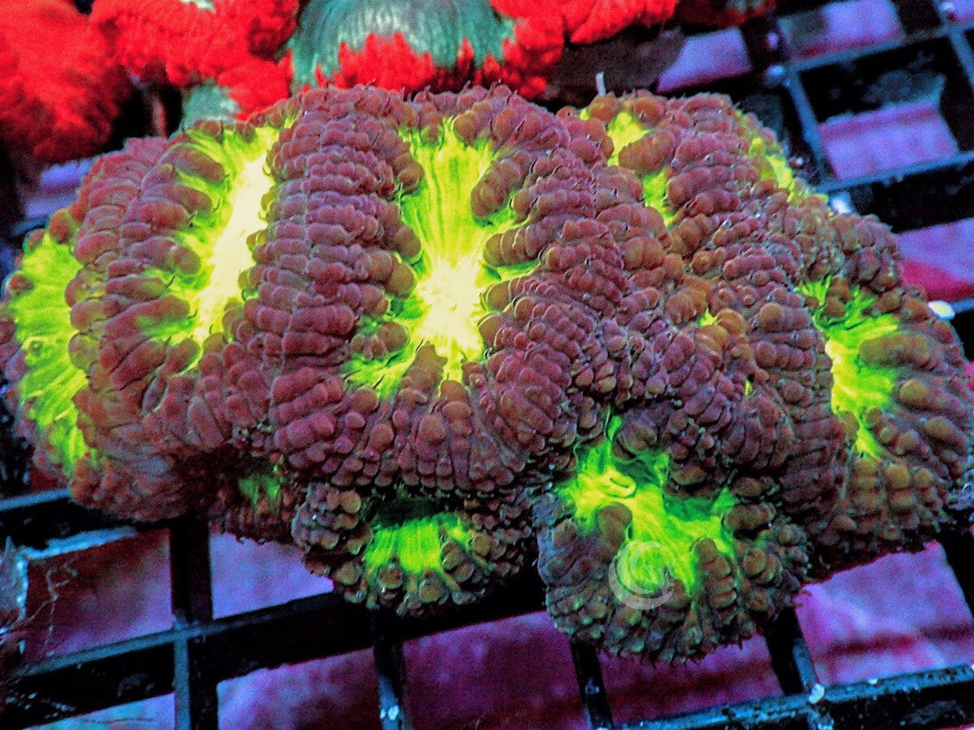 Glowing Cauldron Blastomussa wellsi