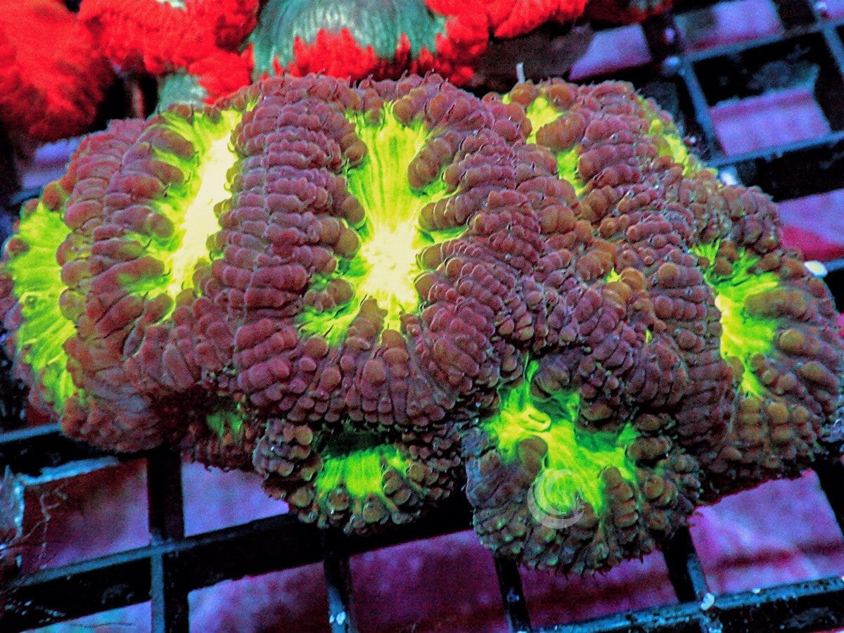 Glowing Cauldron Blastomussa wellsi