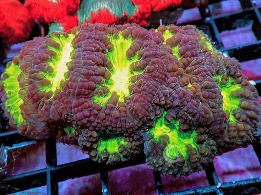 Glowing Cauldron Blastomussa wellsi