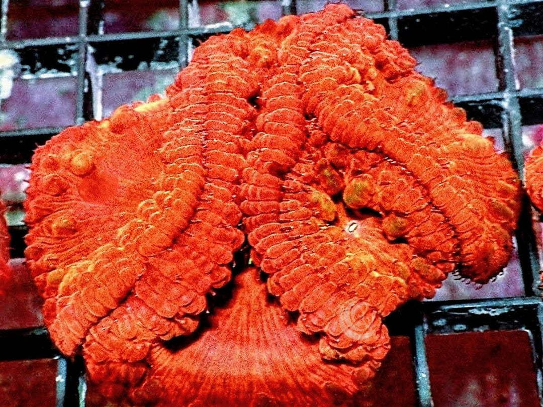 Orange Julius Blastomussa wellsi
