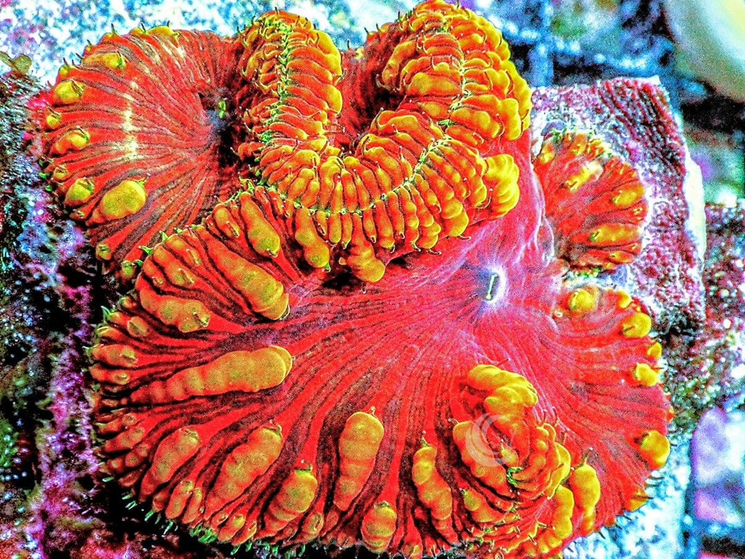 Red Tiger Blastomussa wellsi