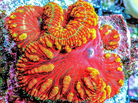 Red Tiger Blastomussa wellsi