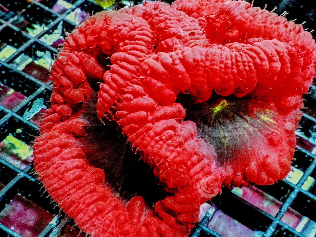 Fluffy Red Blastomussa wellsi