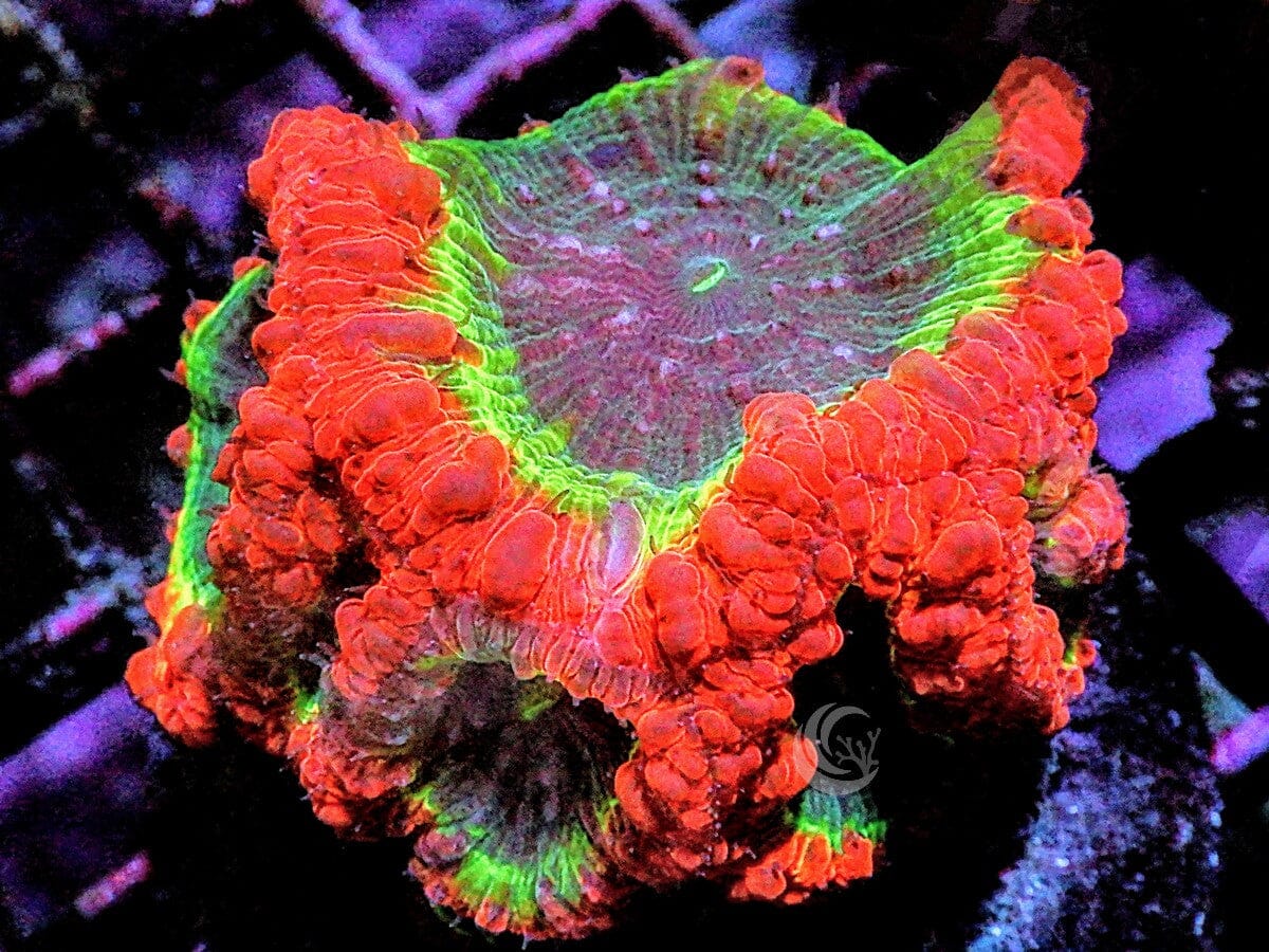 Atomic Splash Blastomussa wellsi