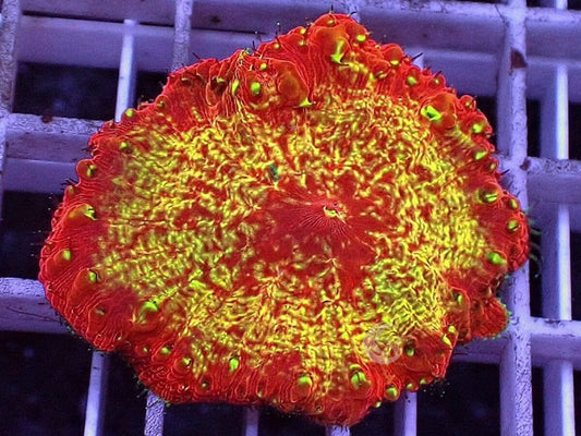 Solar Explosion Blastomussa vivida
