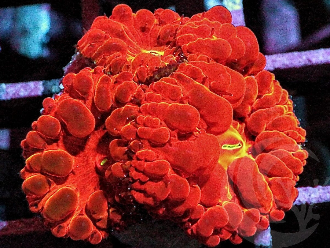 Super Red Velvet Blastomussa