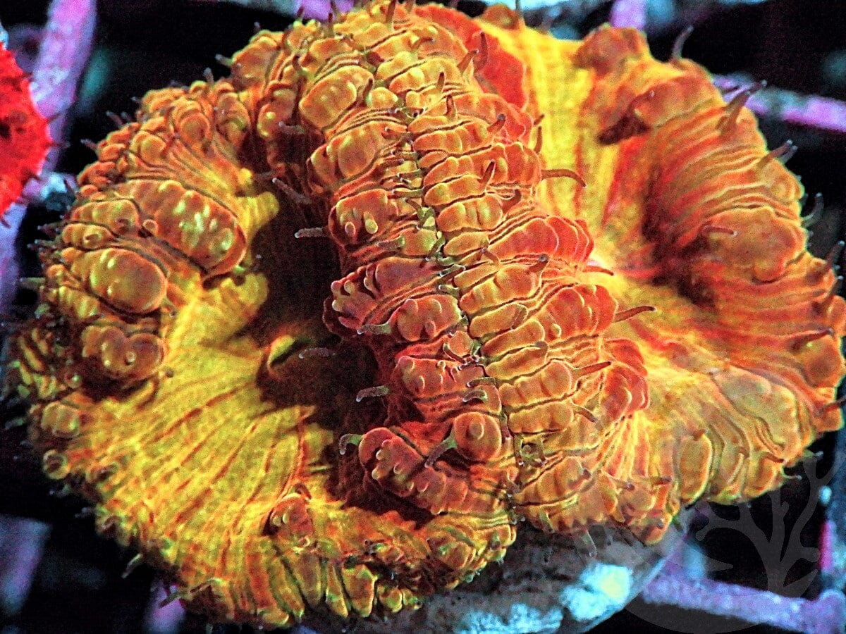 Rose Gold Blastomussa