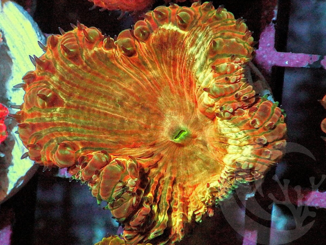 Rose Gold Blastomussa