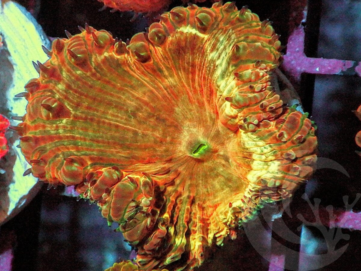 Rose Gold Blastomussa