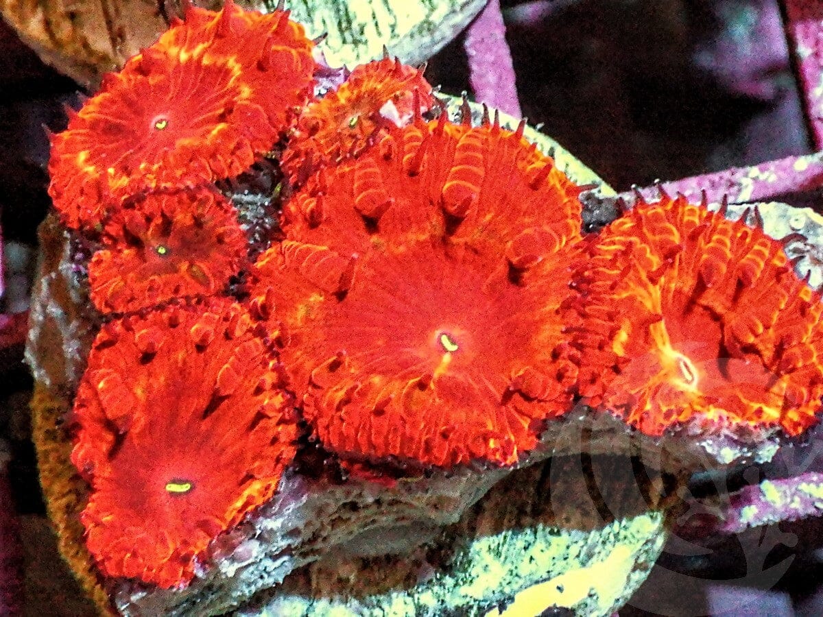 Yellow Ribbon Blastomussa