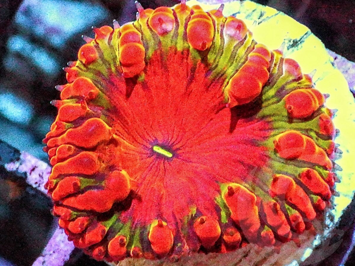 Holly Jolly Blastomussa