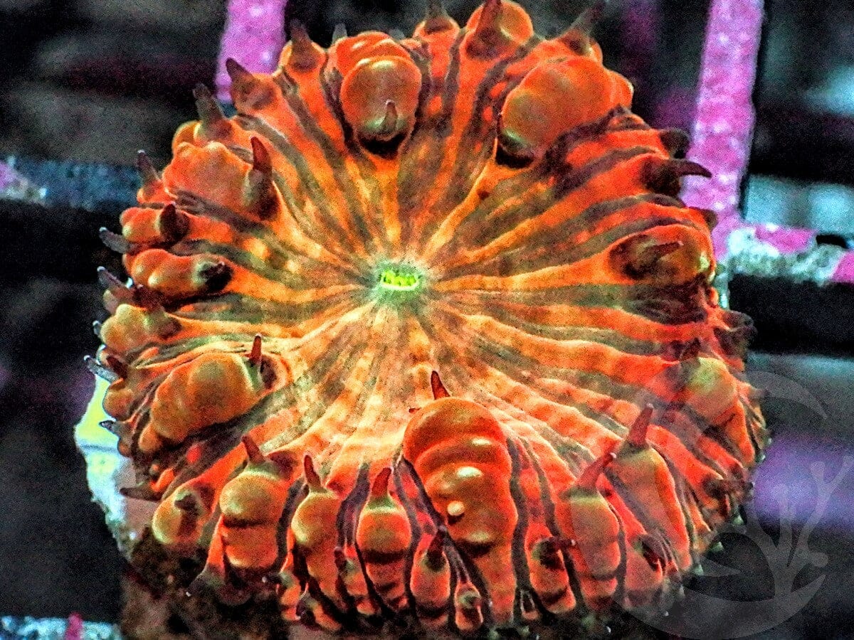 Atomic Sunrise Blastomussa wellsi