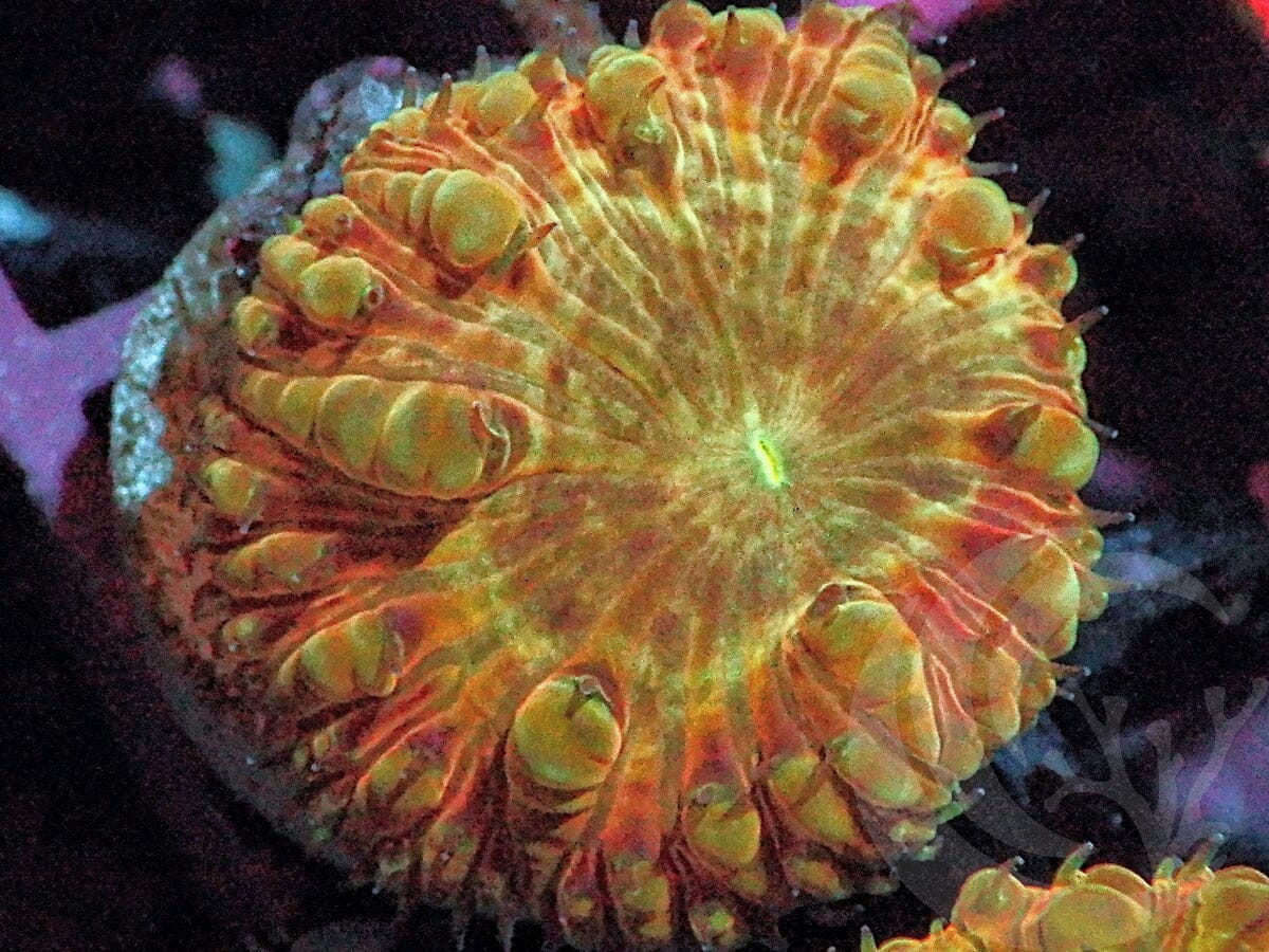 Bloomin' Blastomussa
